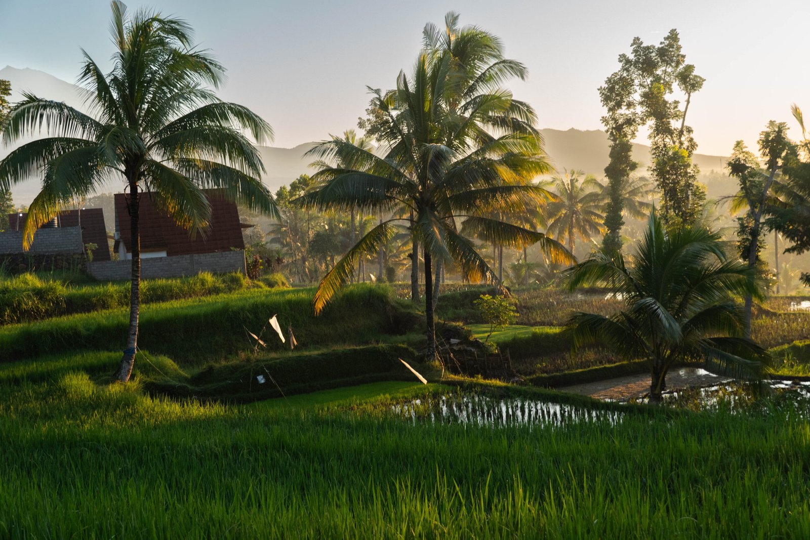 Tarasy ryżowe na Lombok o wschodzie słońca, Indonezja