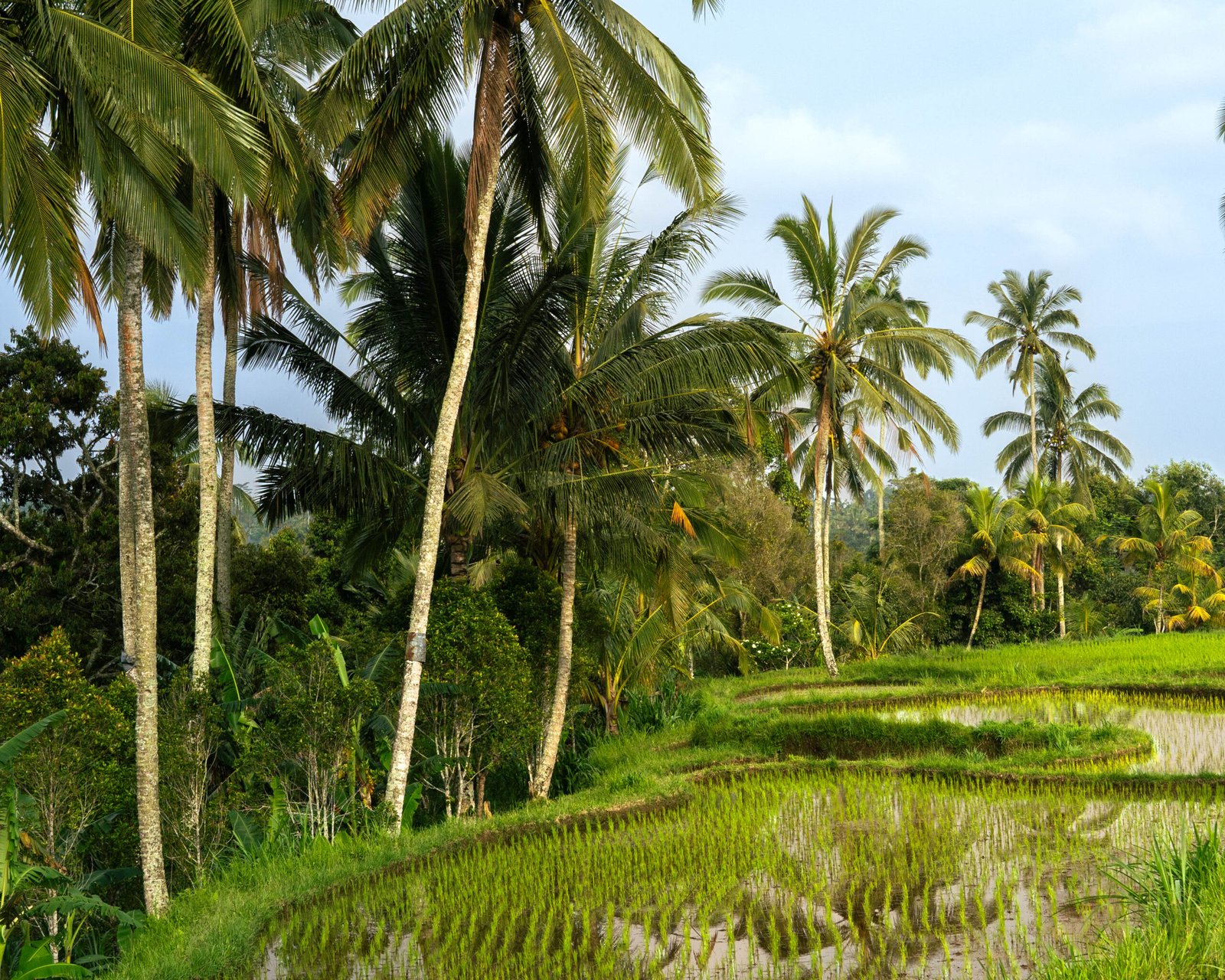 Zielone tarasowe pola ryżowe na Bali, Indonezja.