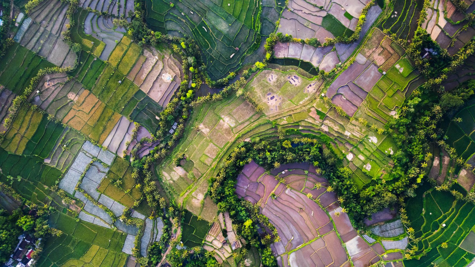 Pola rolnicze i ryżowe na Lombok z widokiem z góry, Indonezja