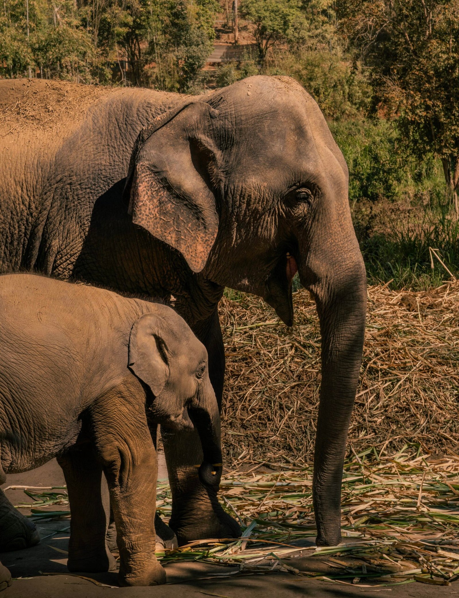 Chiang Mai, Tajlandia – słonie w sanktuarium Elephant Sanctuary