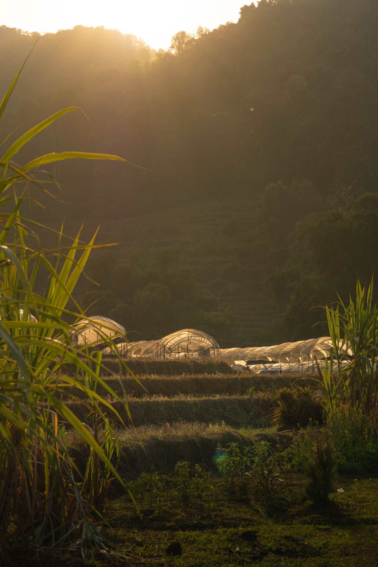 Ogrody i szklarnie w tradycyjnej wiosce Mae Klang Luang w Parku Narodowym Doi Inthanon w północnej Tajlandii