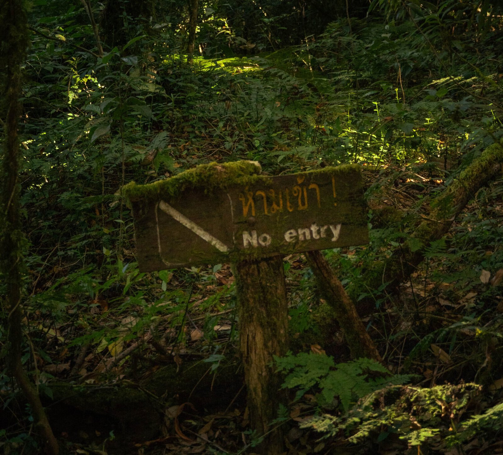Mglisty, zielony las tropikalny w Doi Inthanon National Park w północnej Tajlandii