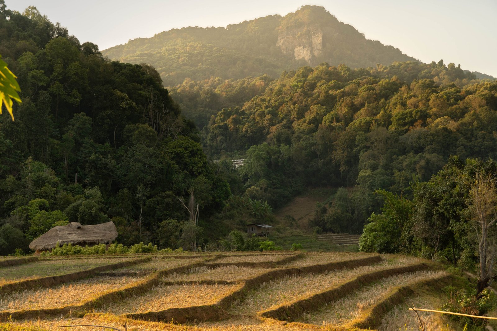 Pola ryżowe na trasie trekkingowej Pha Dok Siew Nature Trail w parku Doi Inthanon na północy Tajlandii