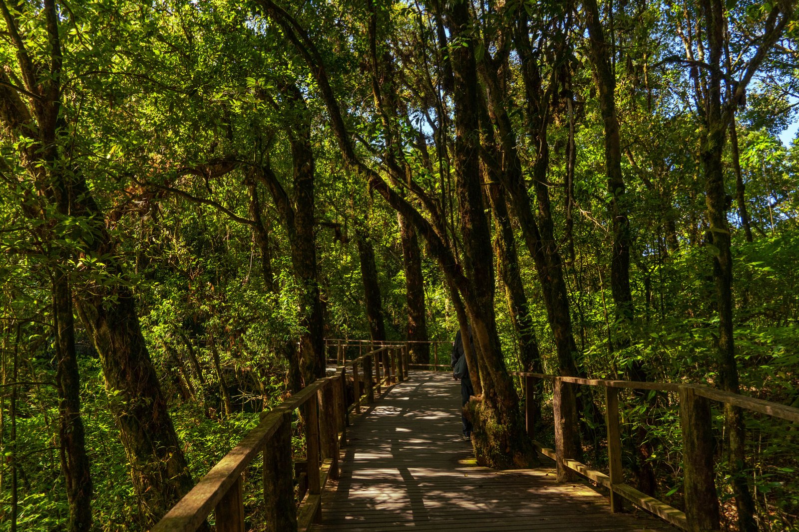 Drewniany pomost na szlaku Ang Ka Nature Trail w mglistej dżungli w Parku Doi Inthanon, Tajlandia
