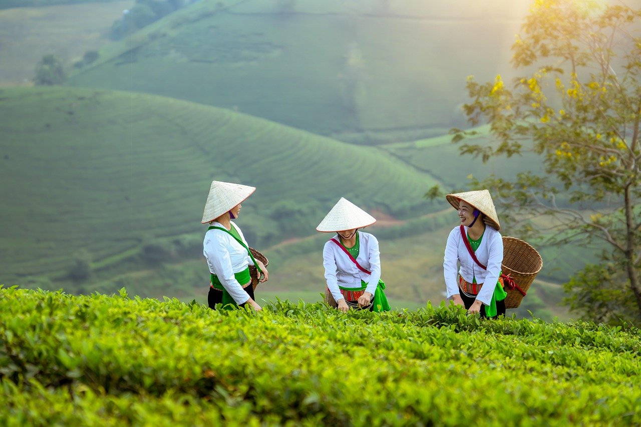 women, farmer, field, agriculture, nature, model, landscape, portrait, coffee, vietnam, forest