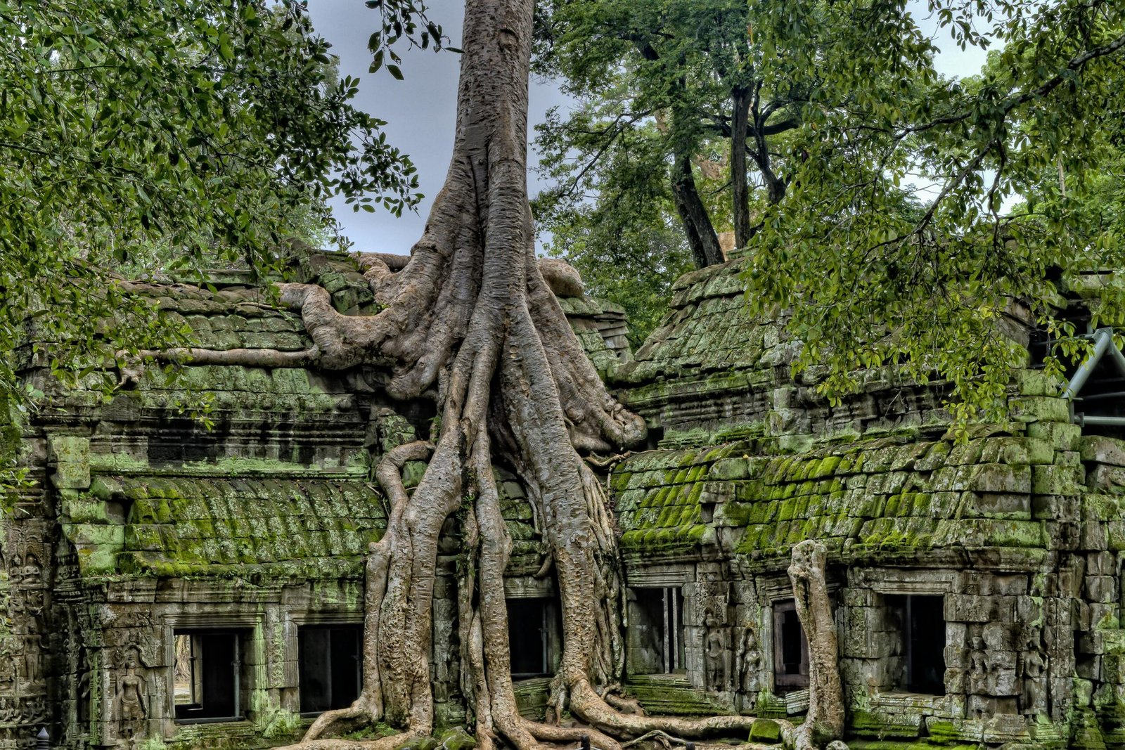 Majestic roots entwine the ancient Ta Prohm temple, a UNESCO World Heritage site in Cambodia.