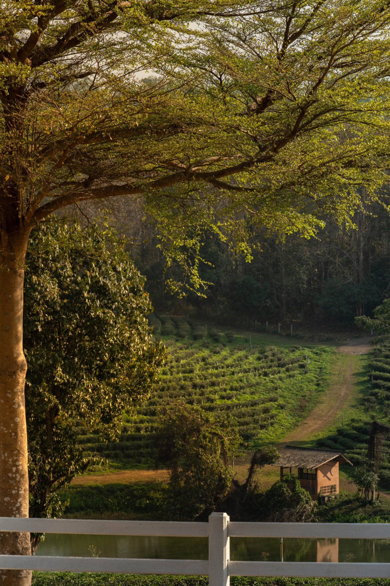 Zwiedzanie plantacji herbaty Choui Fong w Chiang Rai – co warto zobaczyć w północnej Tajlandii