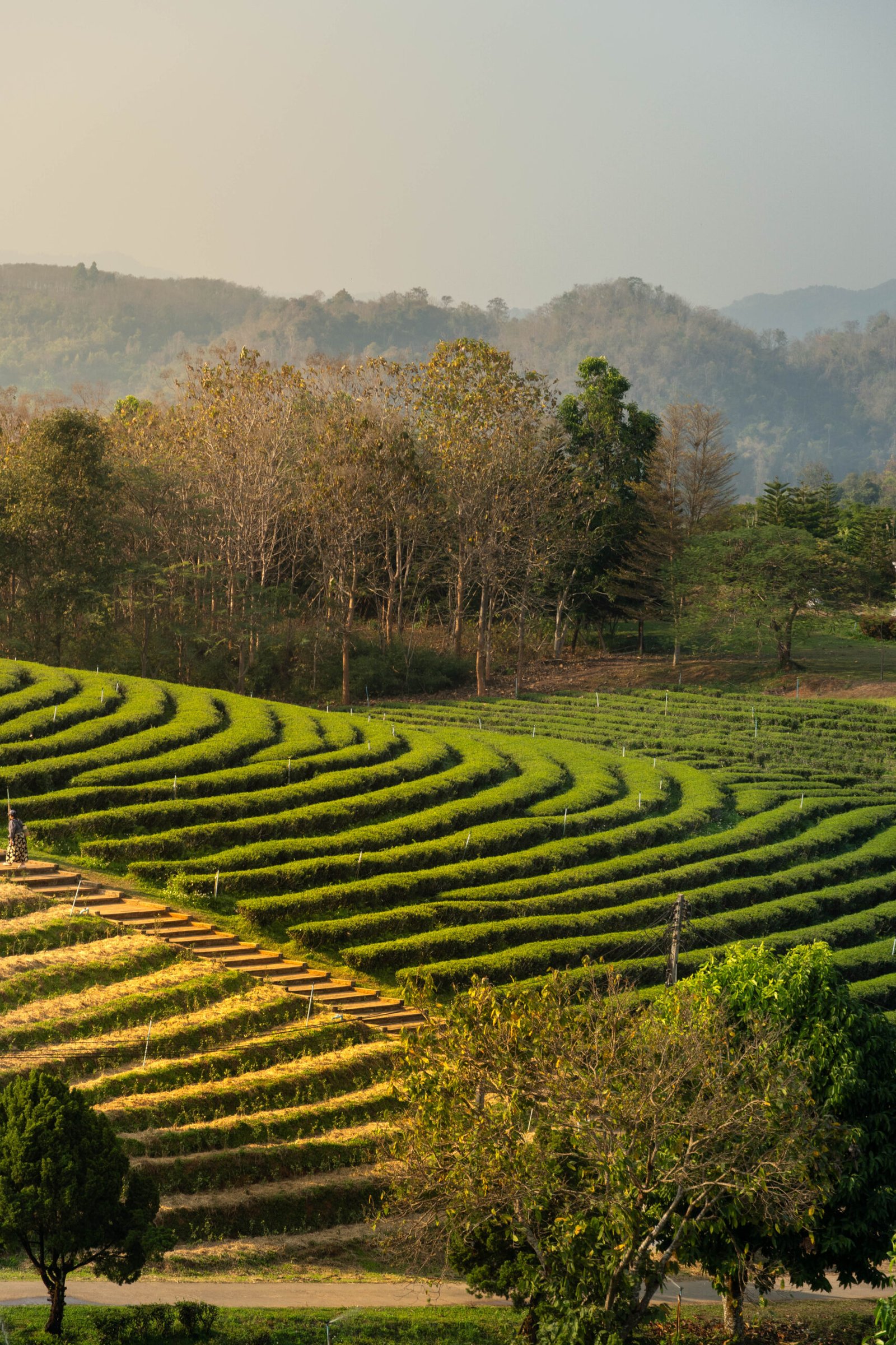 Malownicze pola herbaty Choui Fong w Tajlandii – zielone wzgórza i tarasy uprawne w Chiang Rai